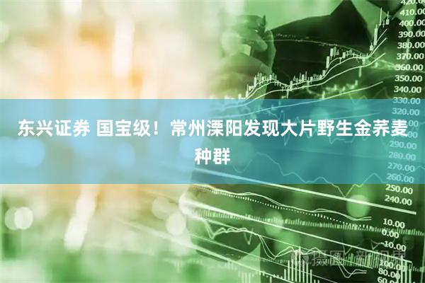 东兴证券 国宝级！常州溧阳发现大片野生金荞麦种群