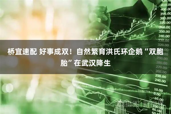 桥宜速配 好事成双！自然繁育洪氏环企鹅“双胞胎”在武汉降生